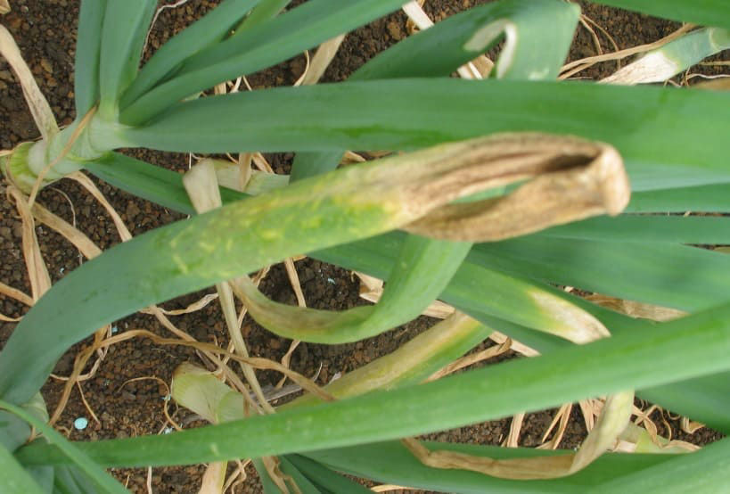 Downy Mildew Onions